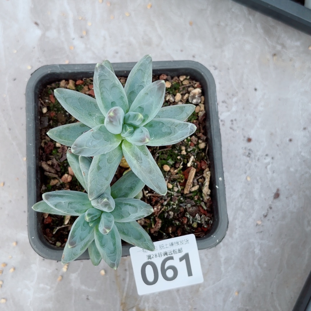 乌拉克拉老桩多肉多肉