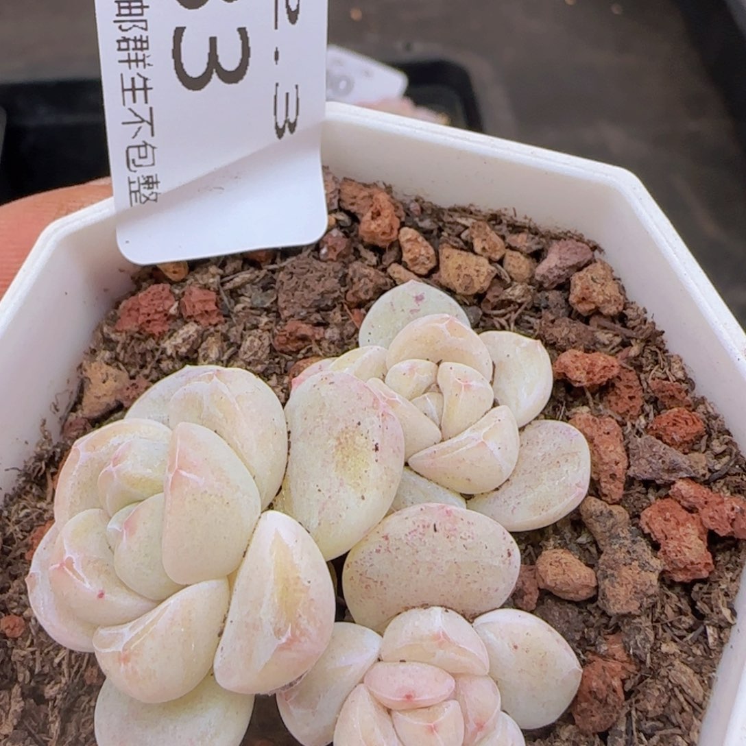 白体小脸冰玉一颗脱土