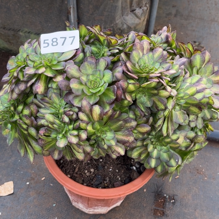 抹茶缀特价多肉发货发货