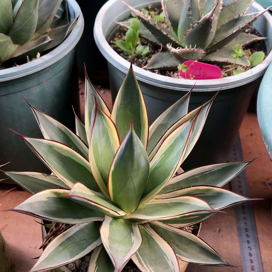 无花朵多肉植物蓝光白覆