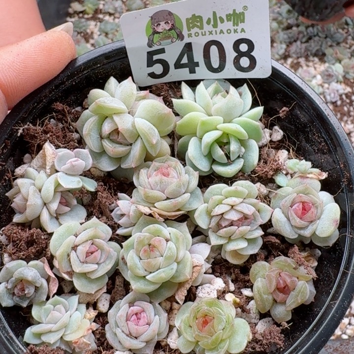 喜*多肉植物多肉植物