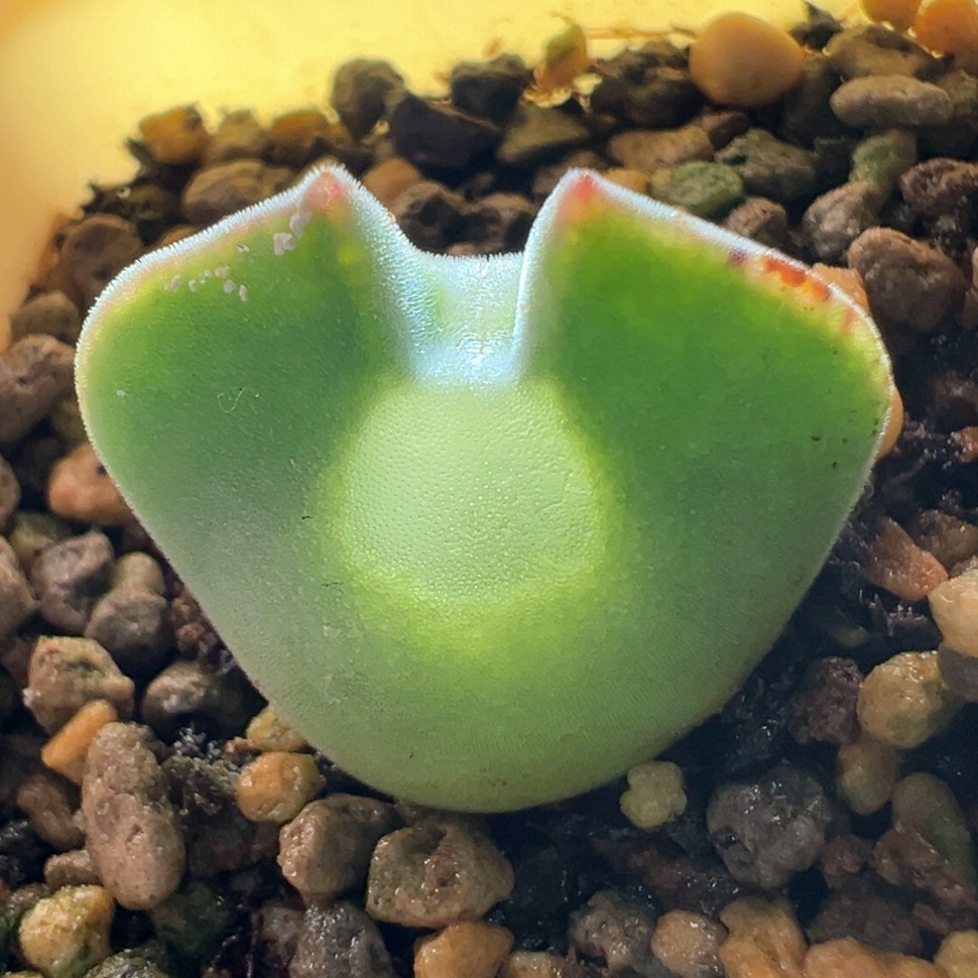 w163。青蛙3年大眼睛 爆双头！！2.0cm 带盆土