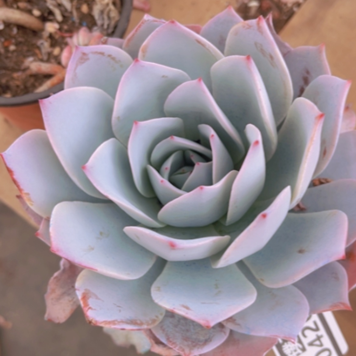 【闪购商品】白莲04264