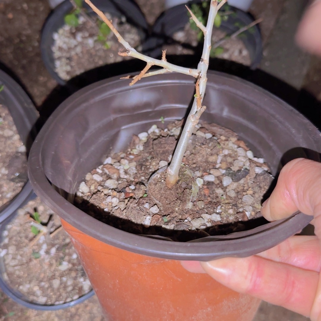 王***北块根植物块根植物