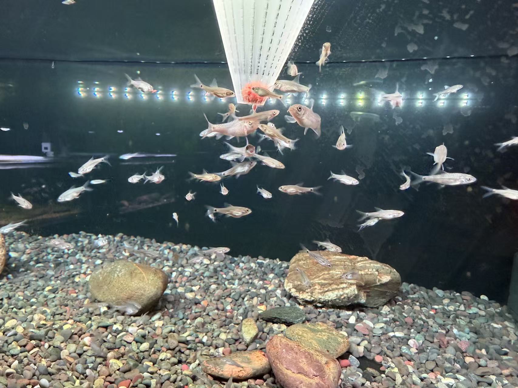 皇室金鱼苗，好养耐活，2-5CM活体，邮费自理