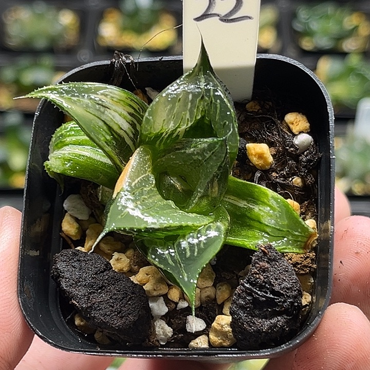 22PINKY锦芭提雅头家多肉十二卷