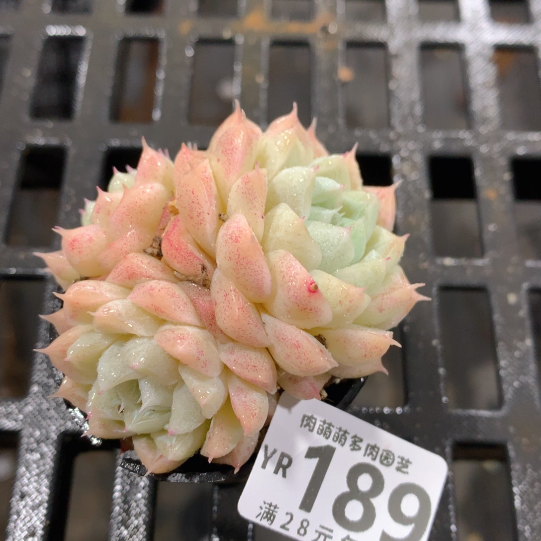 肉萌萌拇指盆精控多肉YR189