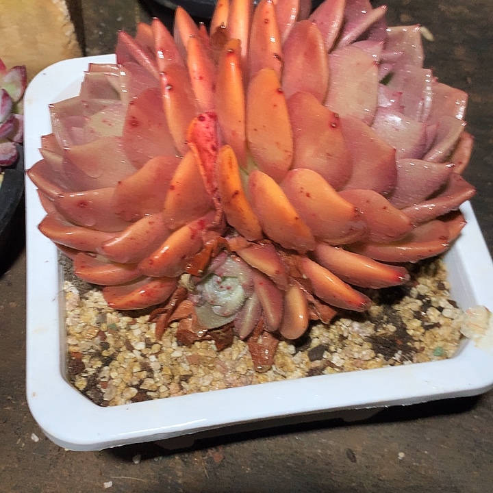 美肉特价活动开始啦