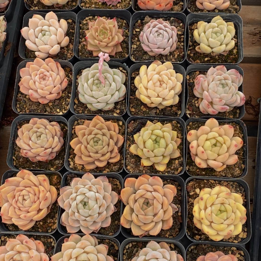 315多肉植物纤维面膜的功效