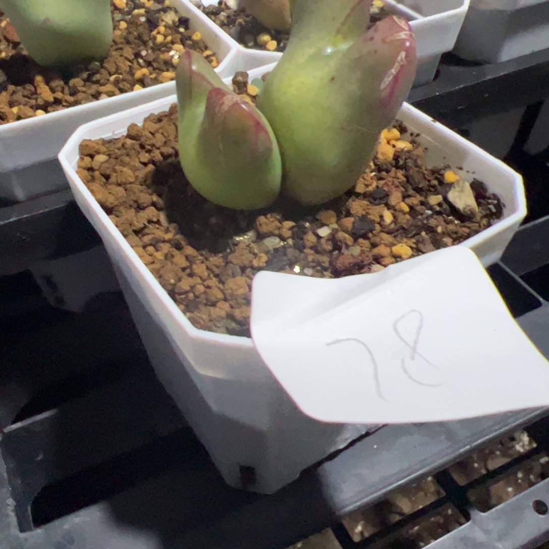 钧*3.13将多肉植物78
