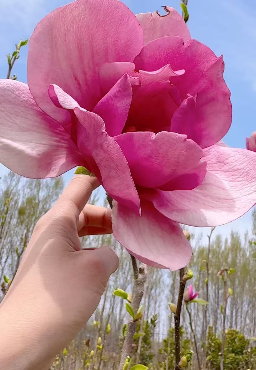 埃及艳后三季玉兰花 大花浓香型20多公分大花