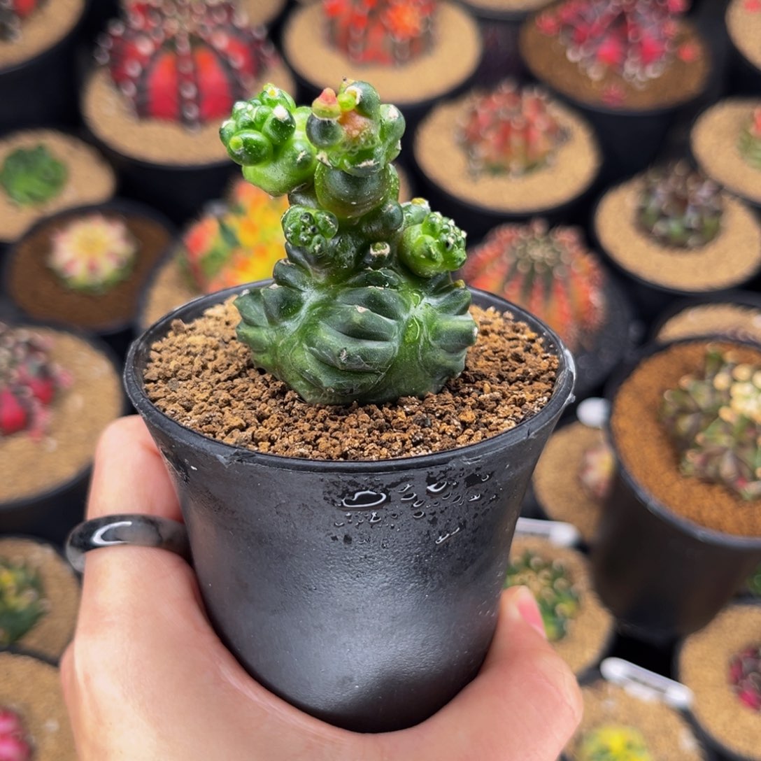 好可爱 米哈仙人球