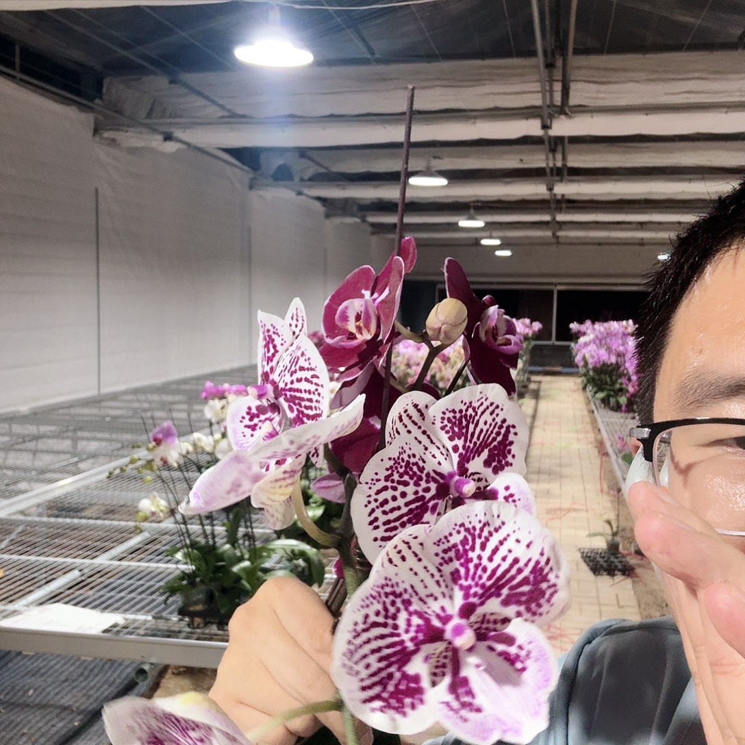 完全开放黑智慧➕科尔马花苞不多