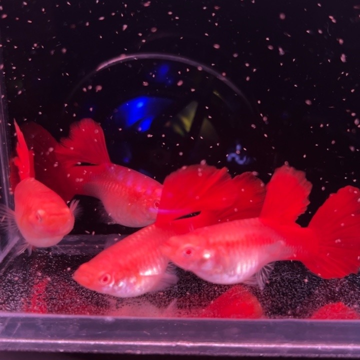 孔雀鱼精品大背血红孕母4条