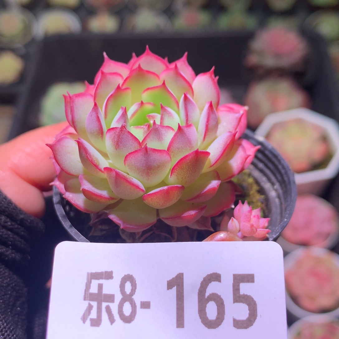 乐然 8-165 桃花雨 