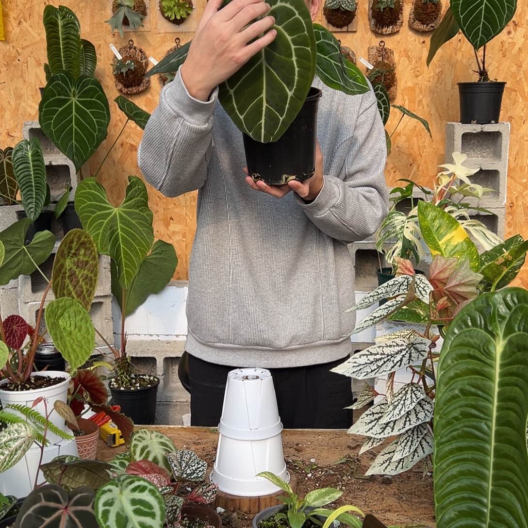 完全开放C21老桩花烛