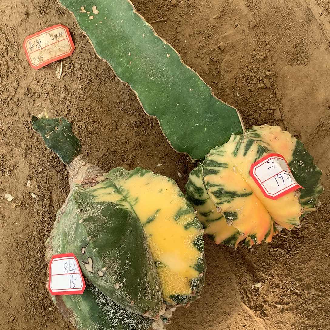 【闪购商品】两玉玉玉玉