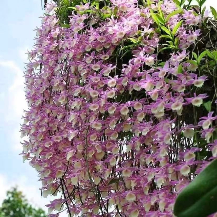 天宫挂板装饰开花好养