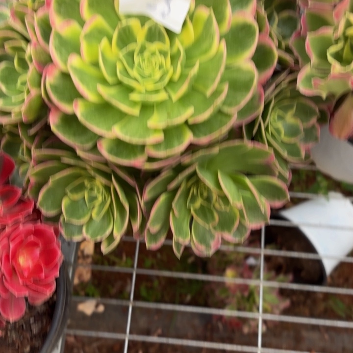 云南海王好看28号