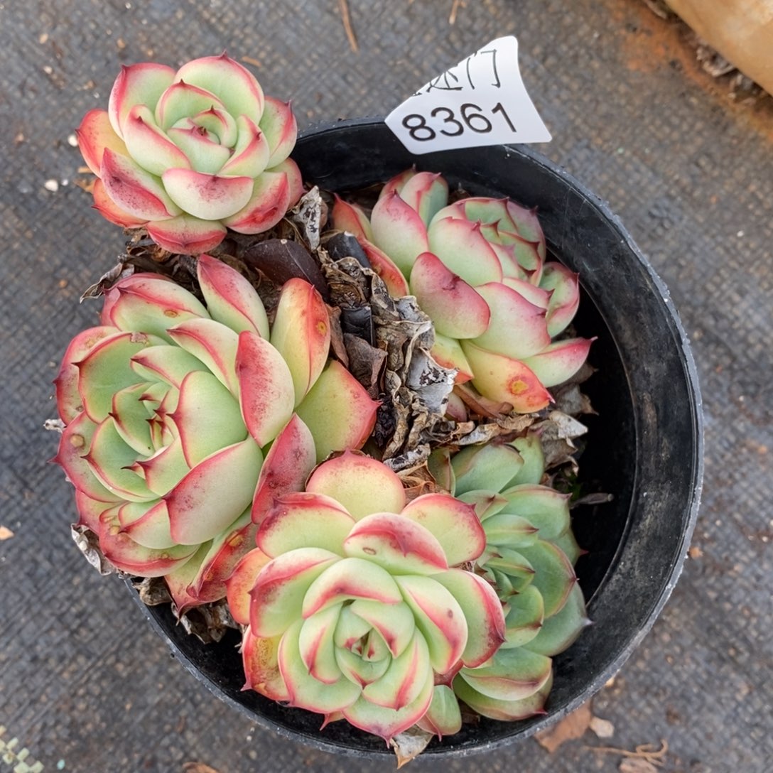 A***光不包整散掉头8361~12厘米