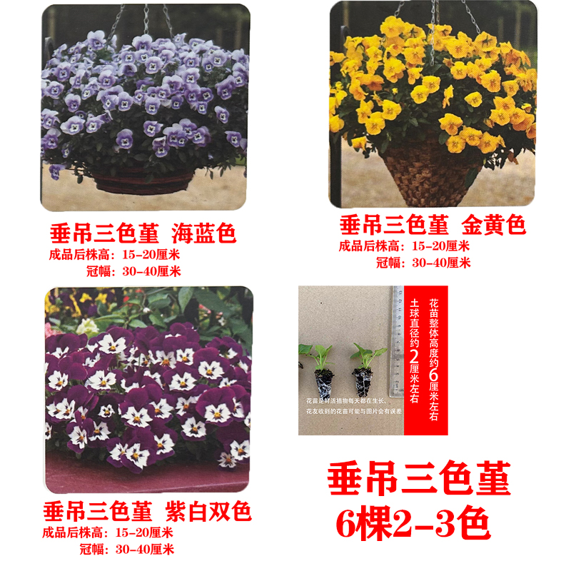垂吊三色堇 种苗耐寒花苗包邮家庭阳台庭院穴苗易爆盆草花苗