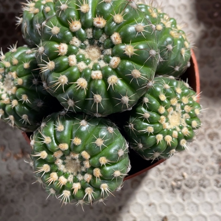 实生根群生炫美玉紫色花