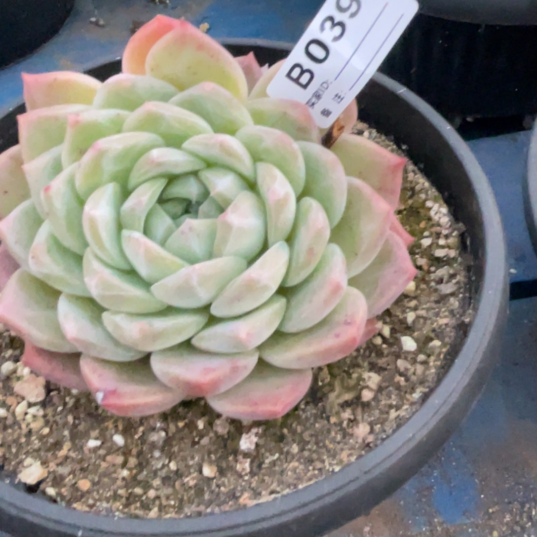 无花朵若如东云单拍D039