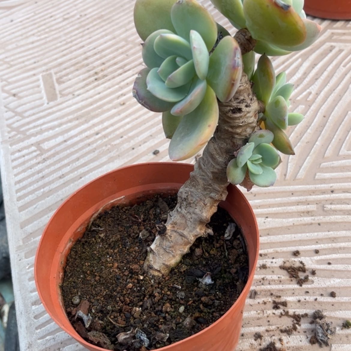 【闪购商品】无花朵然*