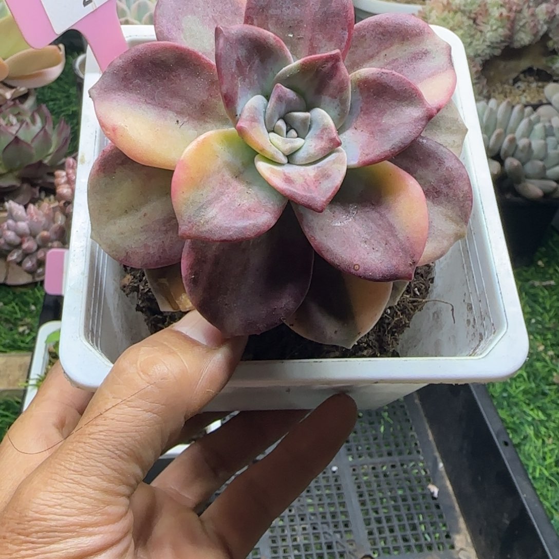 锦安精品多肉植物217