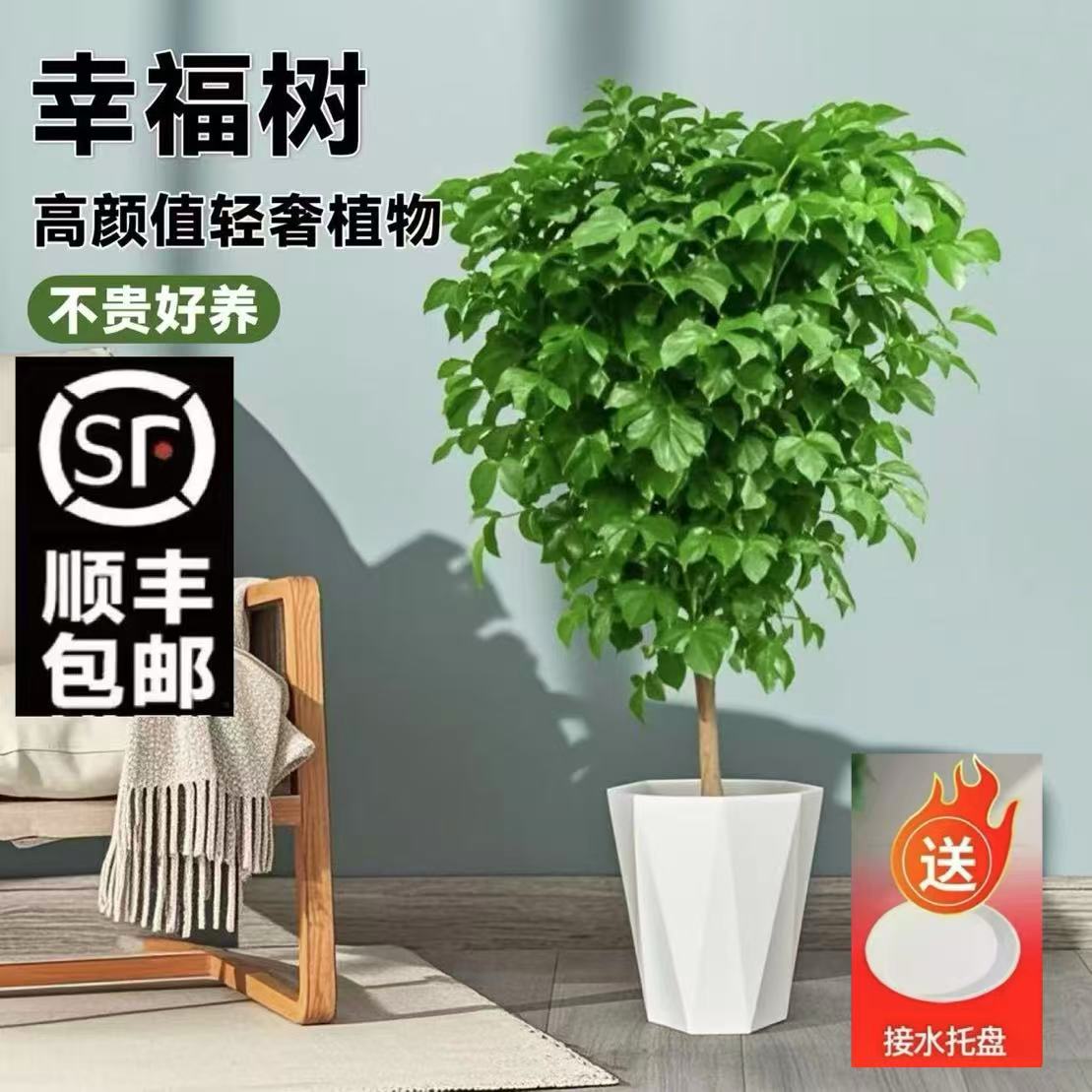 【顺丰包邮发货】1.1-1.3米粗苗单杆棒棒糖幸福树室内室外健康绿植