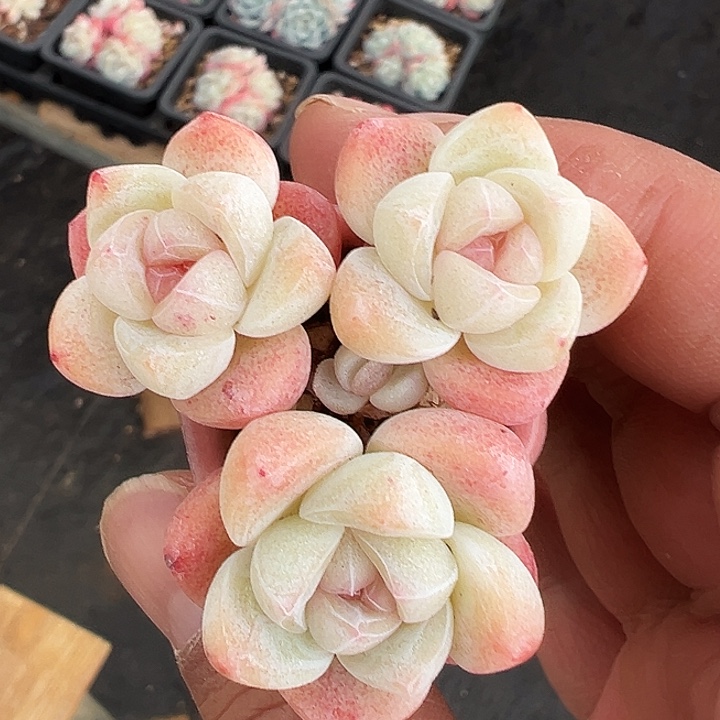 三头红心冰玉群生带盆长腿1355号