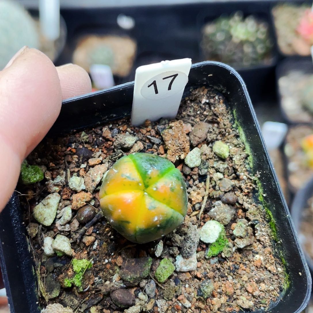 非偏远地区满25包邮仙人球