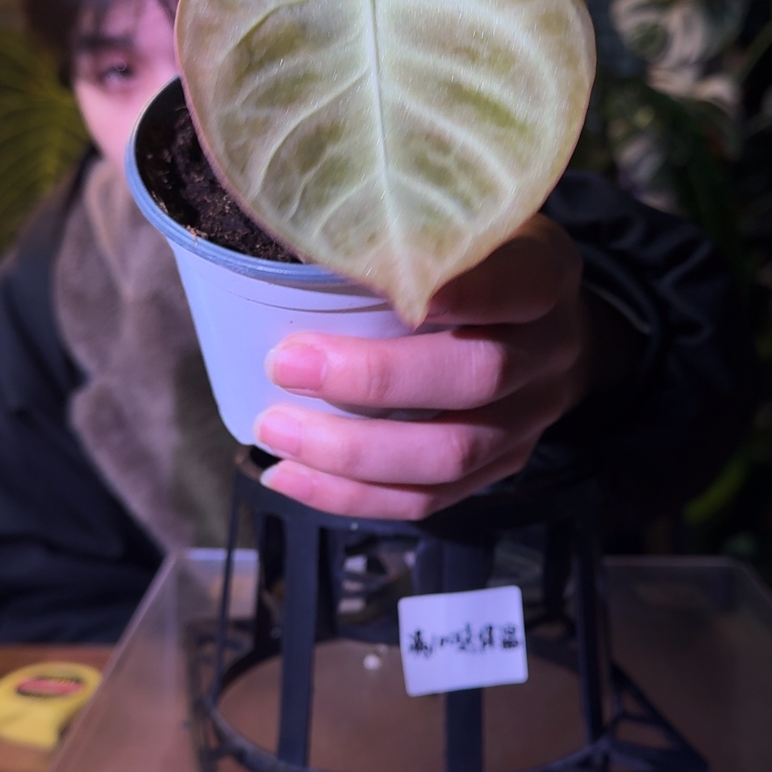 不开花植物G375银月饼