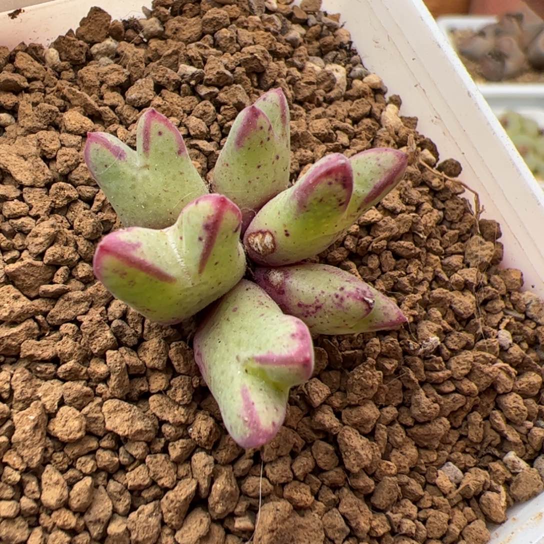 0391号 猪蹄 多肉植物