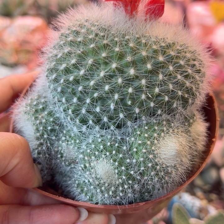 一物一拍，感谢支持