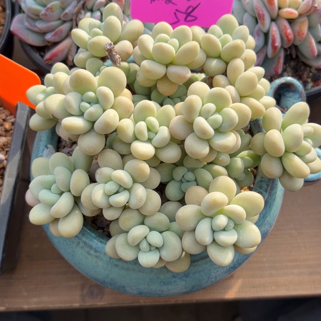 暖***W白奶糖11111111111111