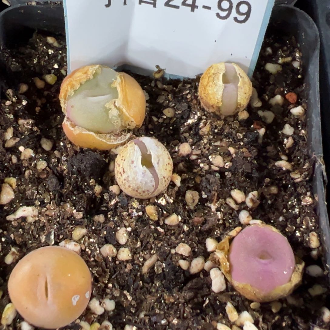 24-99肉锥多肉植物