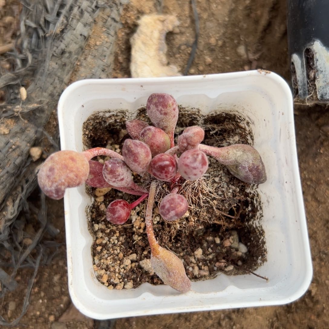 多肉植物鼓槌多肉
