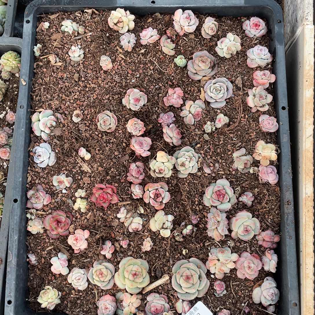 咖***糖103。定。          