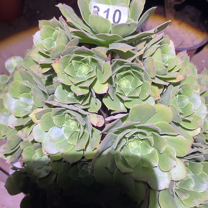 ?***人多肉植物断枝不包310绿杨蓉