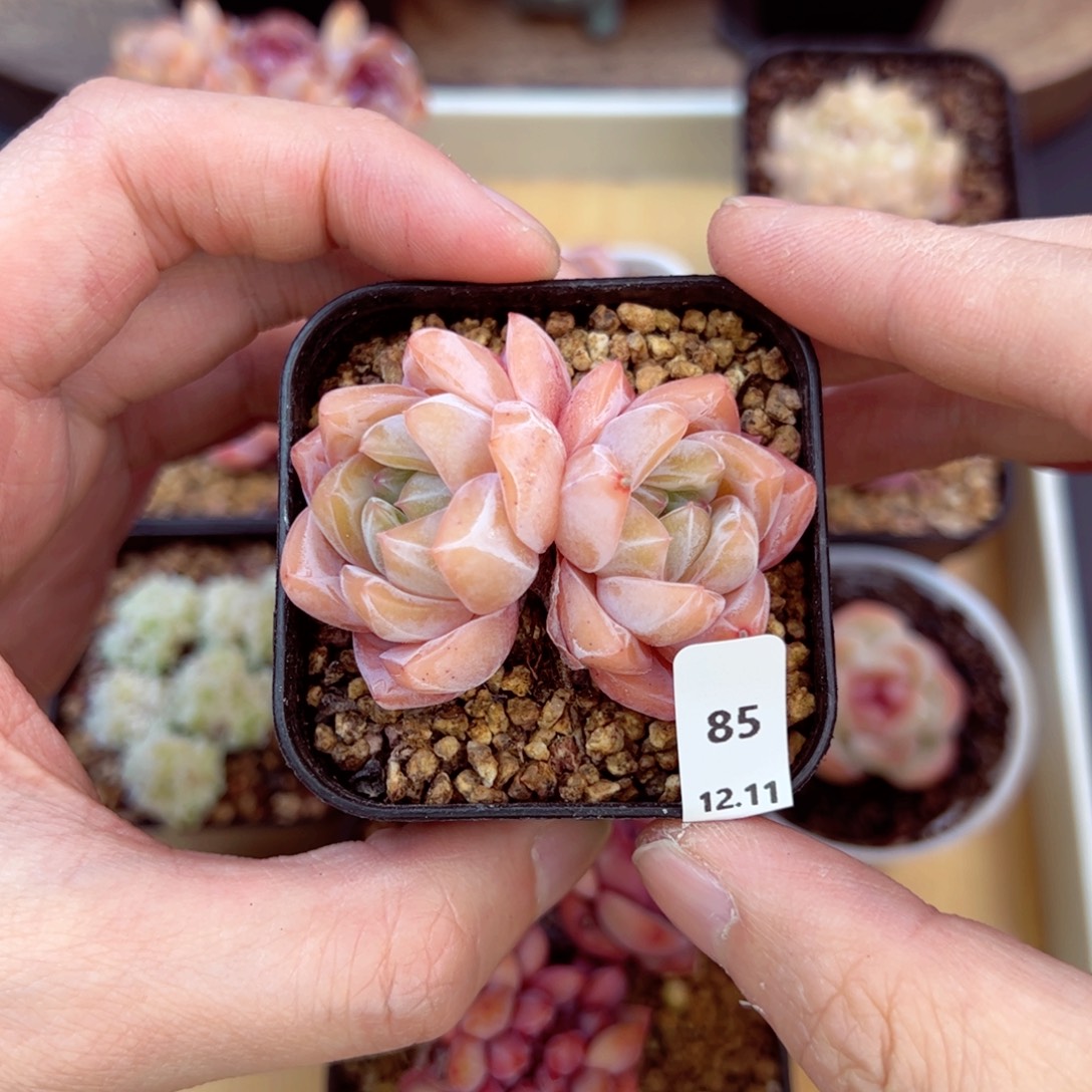 好好看85、哈哈哈哈