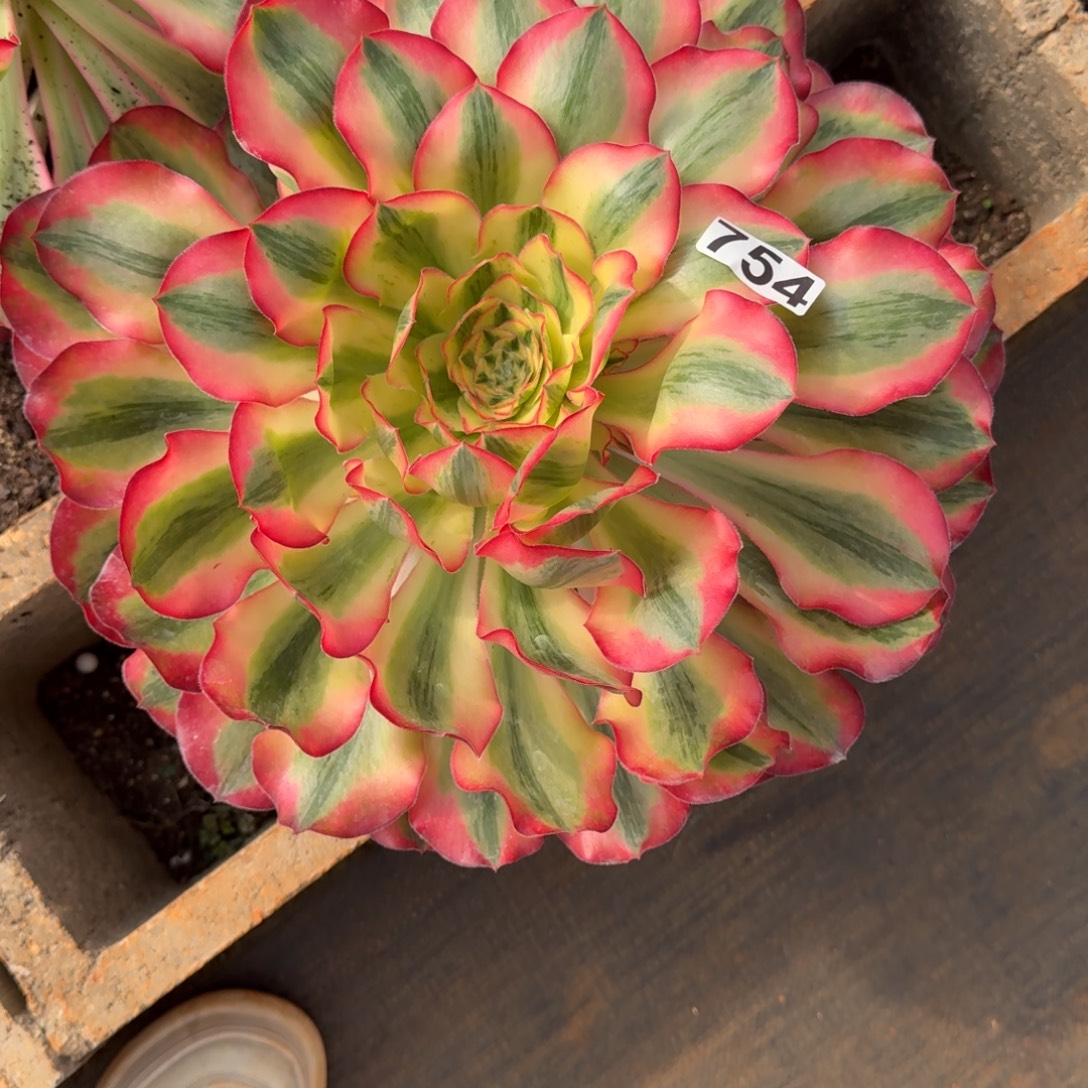 秀***兜754多肉植物爱丽丝多肉