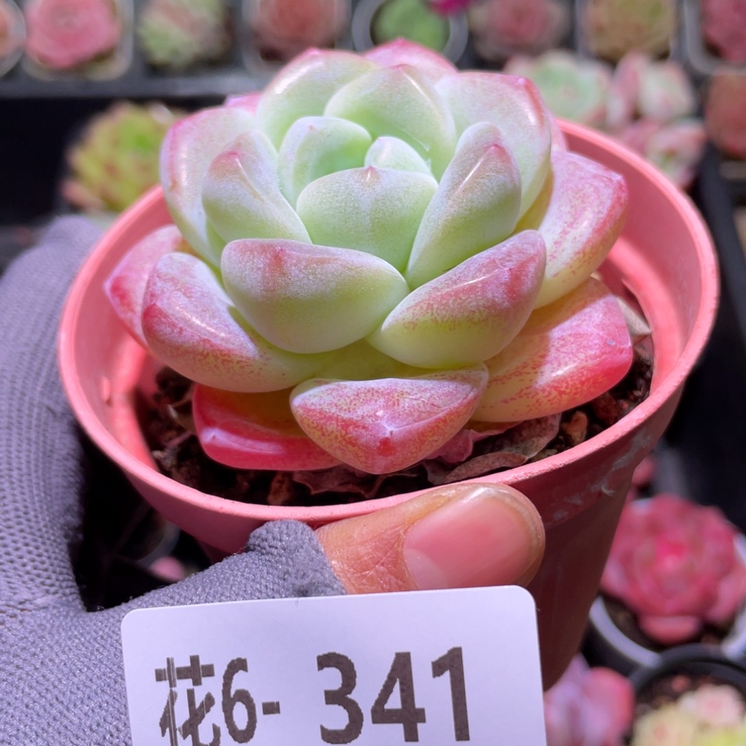 花利美6-341冰玉  