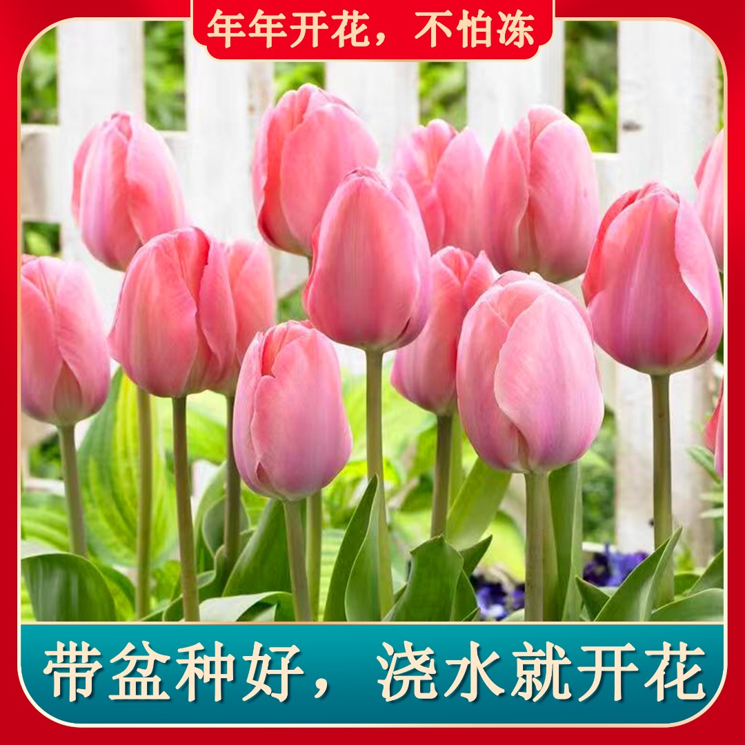 今日特价【5颗带盆栽好】荷兰进口5度水培郁金香种球盆栽荷兰阳台