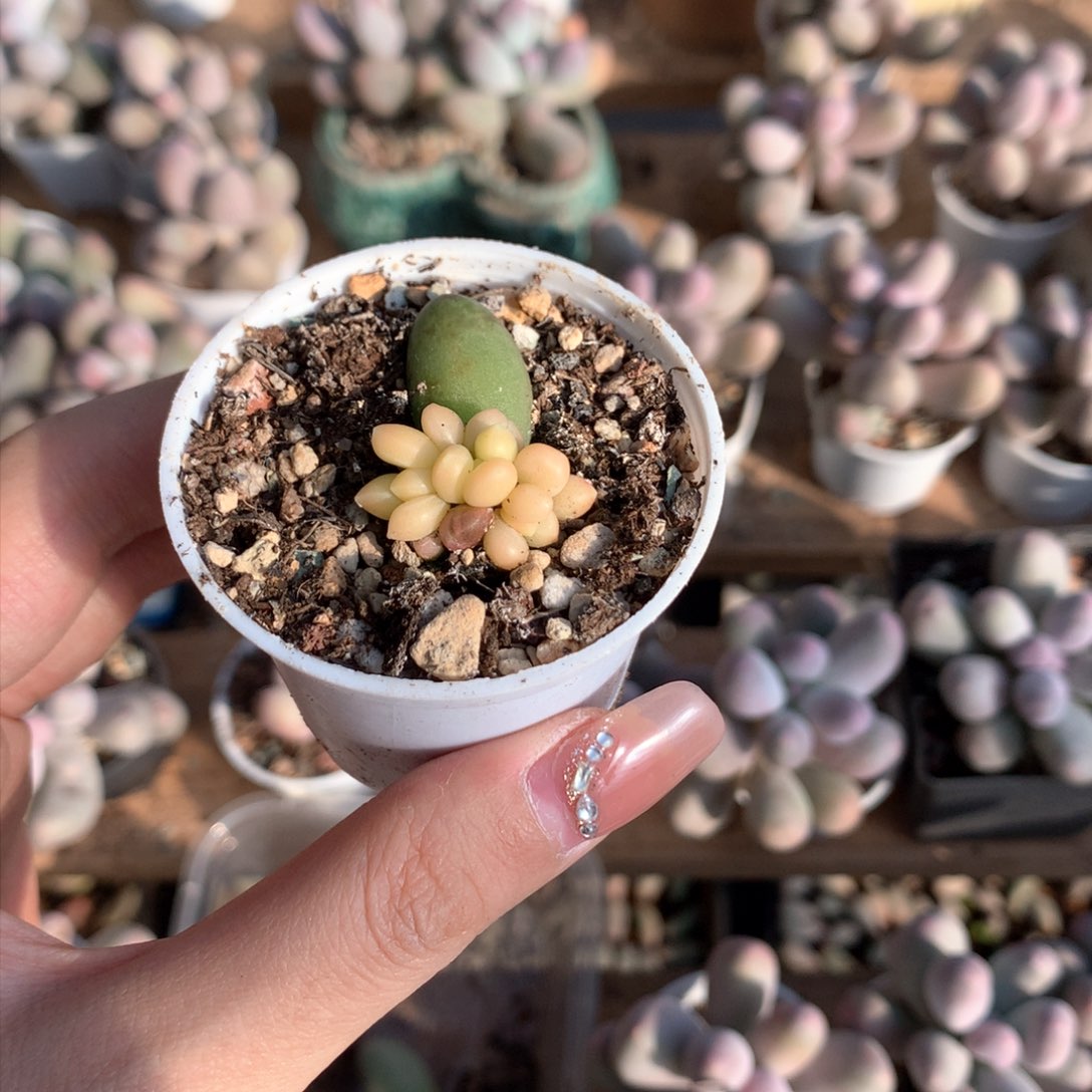 哈哈哈哈哈千代田锦