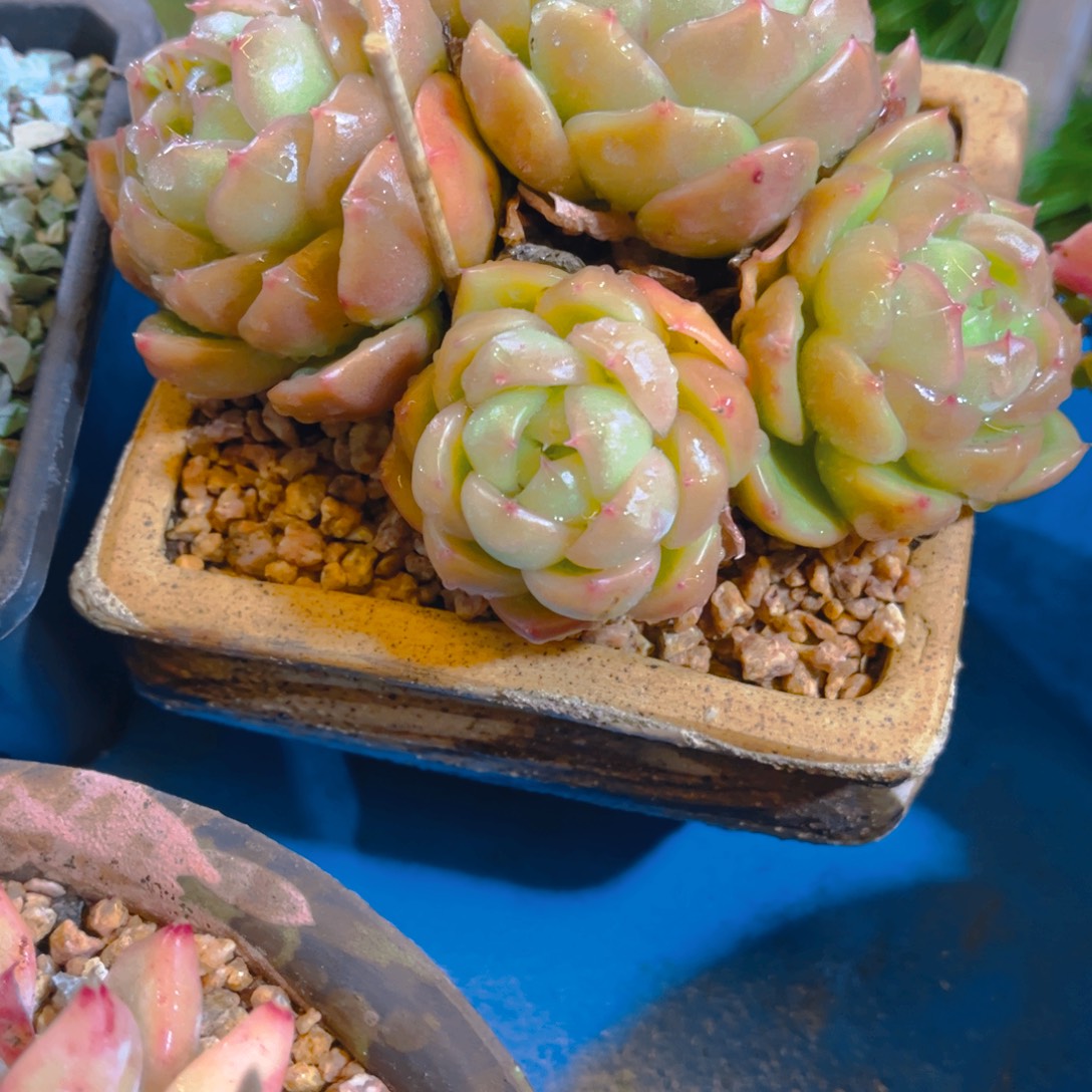 凉***桃多肉植物保护研究所所长的