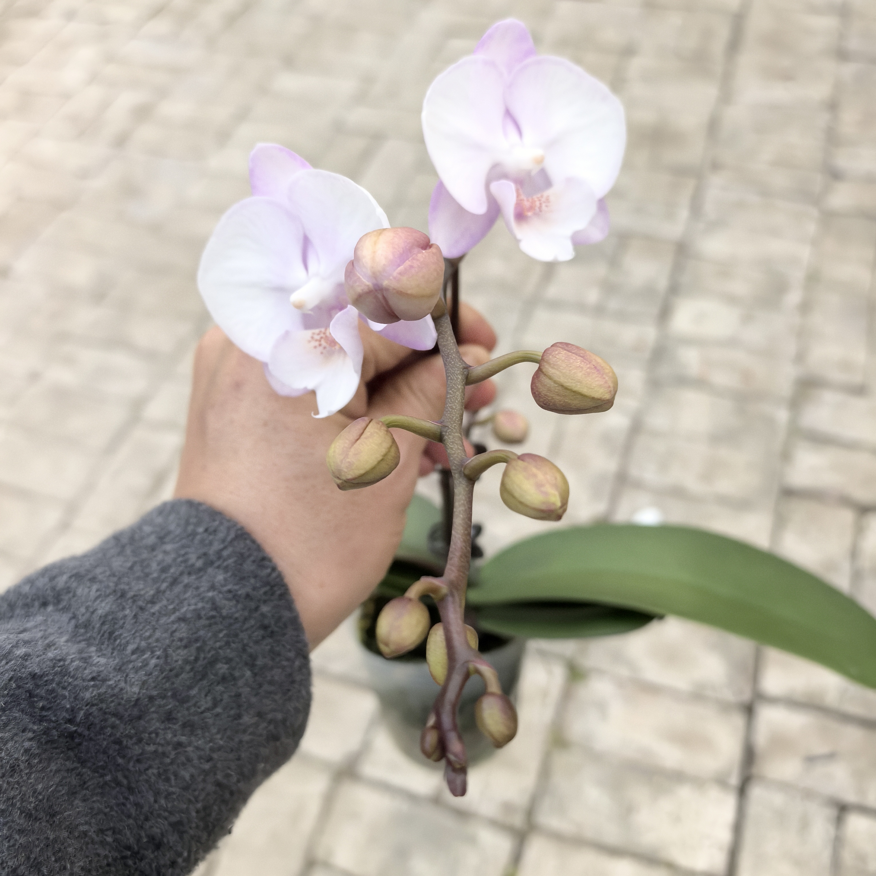 【新款热卖】蝴蝶兰2.8寸少女心带花带花苞发货