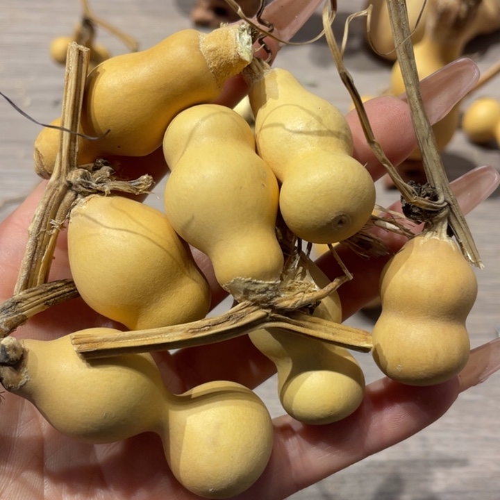 ?葫芦葫芦葫芦葫芦