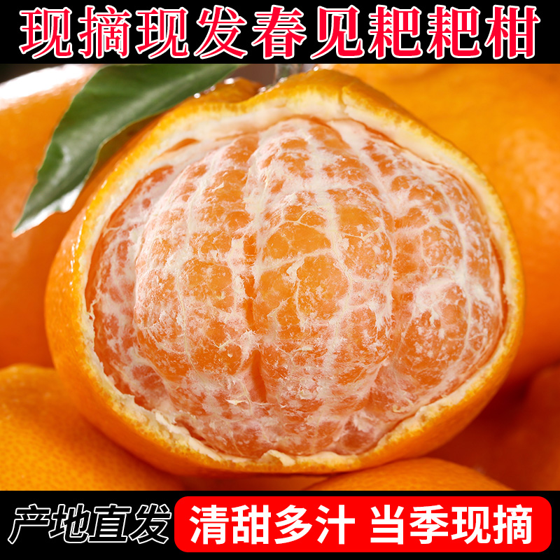 正宗春见耙耙柑四川产地直销爆汁甜蜜整箱粑粑柑新鲜水果时令