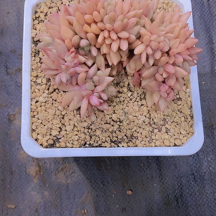 寶***爺桃花源多肉植物老桩